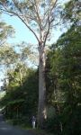 Blackbutt : Eucalyptus pilularis