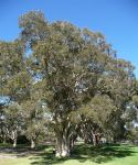 Paperbark - Broad-leaved : Melaleuca quinquenervia