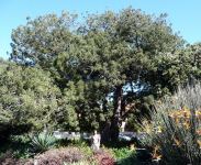 Yellowwood - Outeniqua : Afrocarpus falcatus