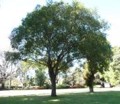 Lilly Pilly - Magenta : Syzygium paniculatum