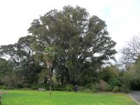 Fig - Moreton Bay : Ficus macrophylla