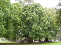 Fig - White : Ficus virens