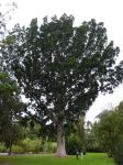 Pine - Kauri : Agathis robusta