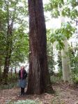 Ironbark - Mugga, Red : Eucalyptus sideroxylon