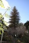 Pine - Norfolk Island : Araucaria heterophylla