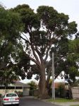 Gum - Red Flowering : Corymbia ficifolia