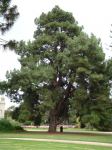 Pine - Canary Island : Pinus canariensis