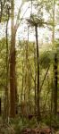 Fern - Rough Tree : Cyathea australis