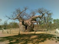 Boab "Prison Tree" : Adansonia gregorii