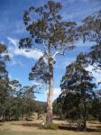 Blue Gum - Mountain : Eucalyptus deanei