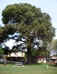 Pine - Canary Island : Pinus canariensis