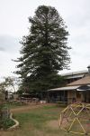 Pine - Norfolk Island : Araucaria heterophylla