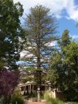 Norfolk Island Pine : Araucaria heterophylla