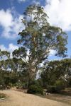 Blue Gum - South Australian : Eucalyptus leucoxylon leucoxylon