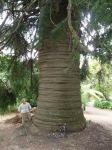 Pine - Bunya : Araucaria bidwillii