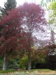 Beech - Copper : Fagus sylvatica