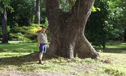 Pacific Almond : Terminalia catappa