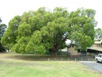 Camphor Laurel : Cinnamomum camphora