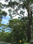 Blackbutt : Eucalyptus pilularis