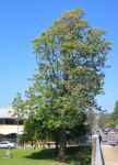 Silky Oak : Grevillea robusta