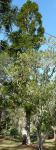 Pine - Kauri  New Zealand : Agathis australis