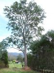 Apple - Rough-barked : Angophora floribunda