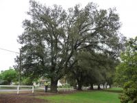 Oak - Holm : Quercus ilex
