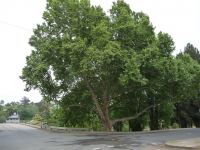 Plane - London : Platanus x hispanica