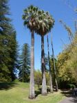 Palm - California Fan : Washingtonia filifera