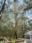 Woollybutt : Eucalyptus longifolia