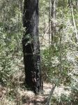Ironbark - Grey : Eucalyptus paniculata