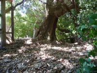 Cork : Quercus suber