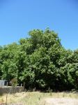 Plane - London : Platanus x hispanica