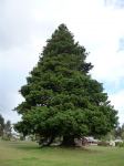 Redwood - Coast : Sequoia sempervirens