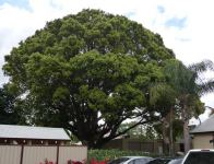 Camphor Laurel : Cinnamomum camphora