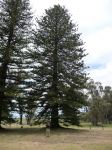 Pine - Norfolk Island : Araucaria heterophylla