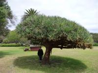 Dragon : Dracaena draco