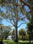 Gum - River Red : Eucalyptus camaldulensis