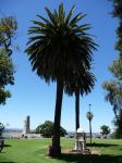 Palm - Canary Island Date : Phoenix canariensis