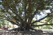 Fig - Moreton Bay : Ficus macrophylla