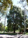 Pine - Canary Island : Pinus canariensis