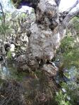 Paperbark - Stout, Modong or Moonah, : Melaleuca preissiana