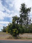 Moodjar, W.A. Christmas Bush : Nuytsia floribunda