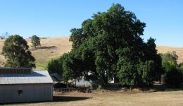 Oak : Quercus robur