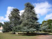 Cedar - Blue Atlas : Cedrus atlantica 'Glauca'