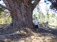 Pine - Monterey : Pinus radiata