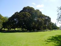 Fig - Moreton Bay "Children's Tree" : Ficus macrophylla