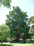 Cypress - Montezuma, Swamp : Taxodium mucronatum