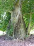 Baobab : Adansonia digitata