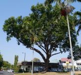 Mahogany - African : Khaya senegalensis